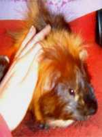 /album/galleria-fotografica/pippo-avatar-jpg/